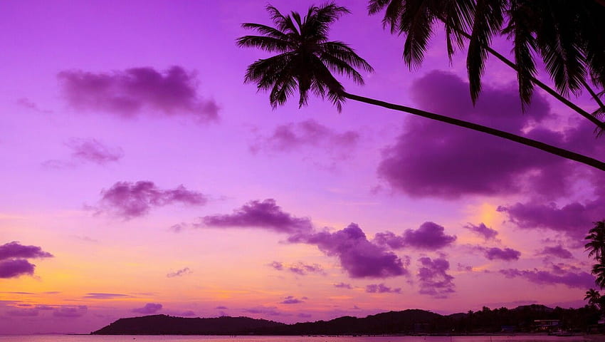 1360x768 Purple Palm Tree Laptop, lila Laptop HD-Hintergrundbild