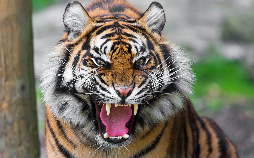 Inspirujący film o tygrysie bengalskim Tapeta HD