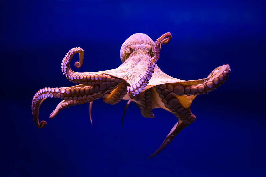 ปลาหมึก , สัตว์ , HQ Octopus วอลล์เปเปอร์ HD