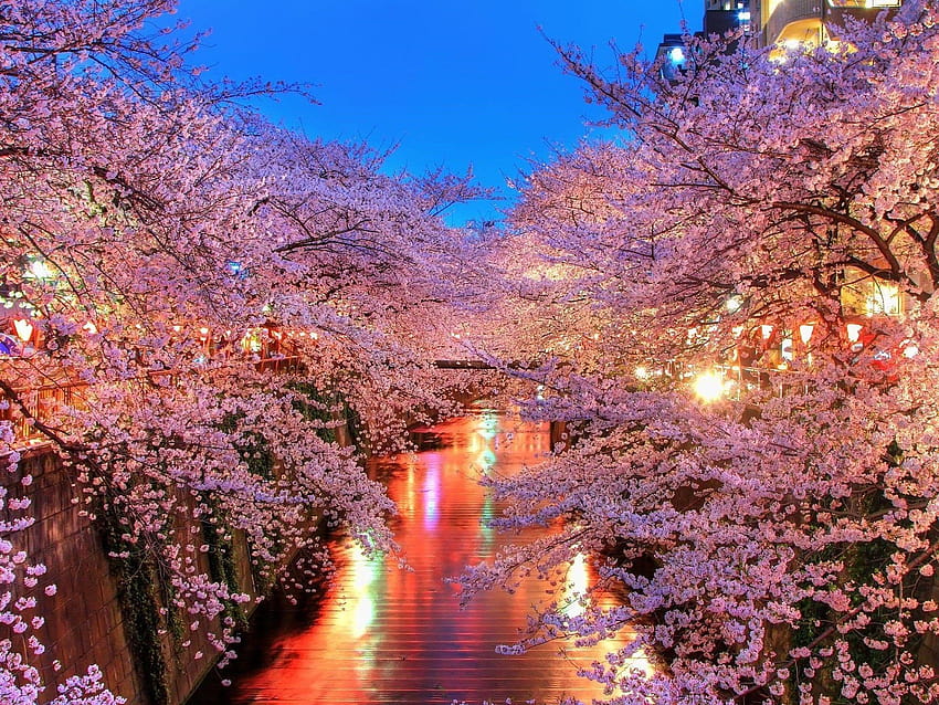 Cherry Blossom Tree, computer night time cherry blossom HD wallpaper