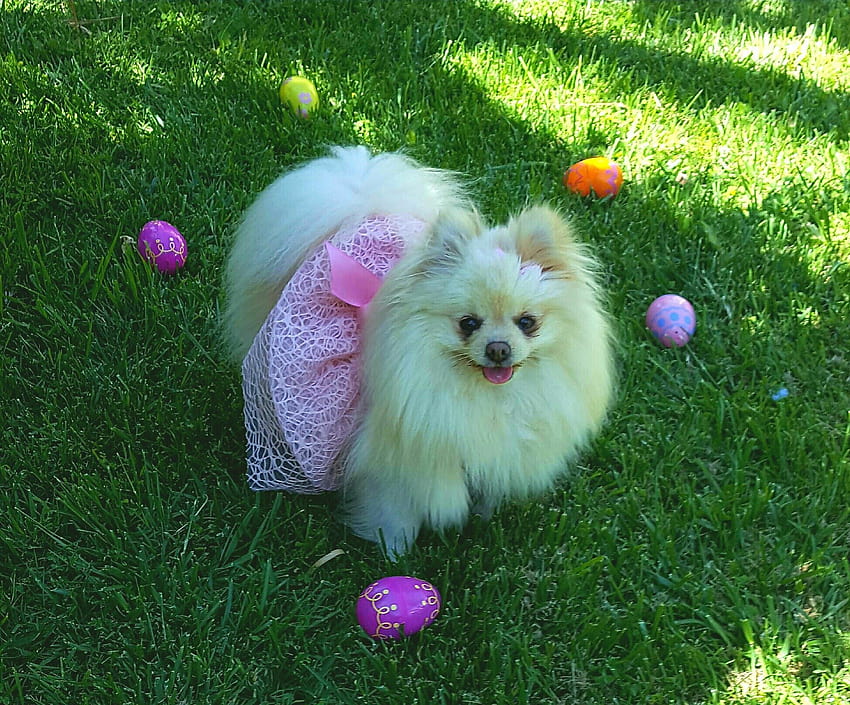 Великден Честит Великден! Pomeranian Easter Egg Hunt, великденски померан HD тапет