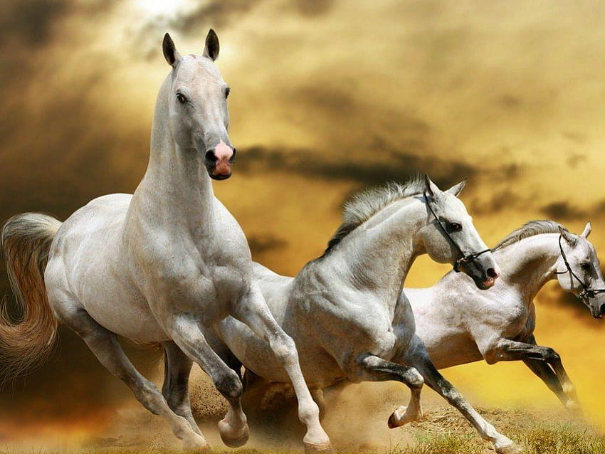 Kuda Lari Terbaik Untuk 36 Wallpaper HD