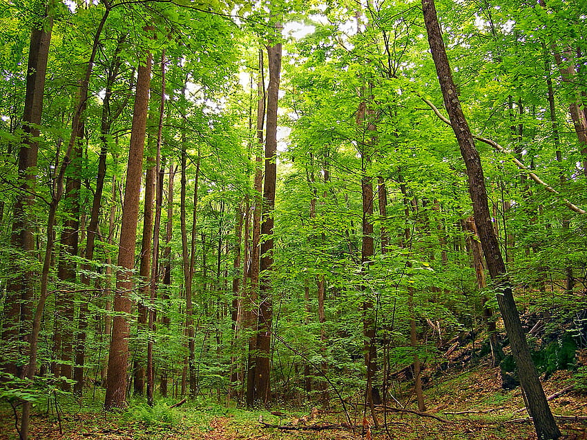 Laubwald, gemäßigter Wald HD-Hintergrundbild