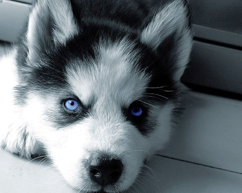 white husky puppy with blue eyes