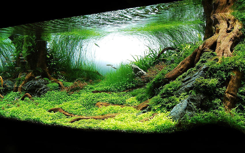 Aquarium, fish tank HD wallpaper