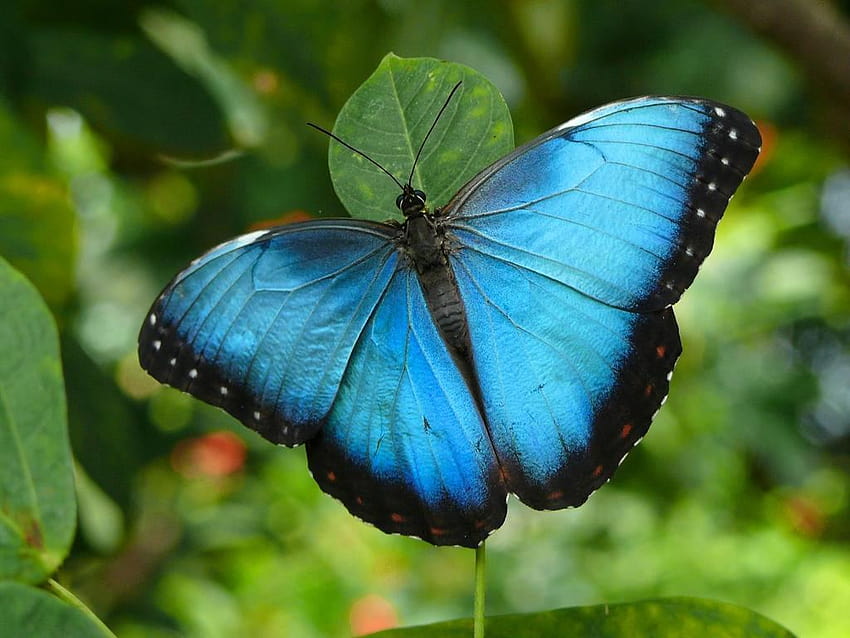 Blue Morpho Butterfly 20746, morpho butterflies HD wallpaper