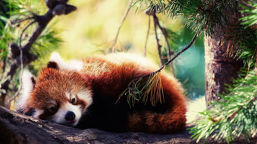red panda patterns HD wallpaper