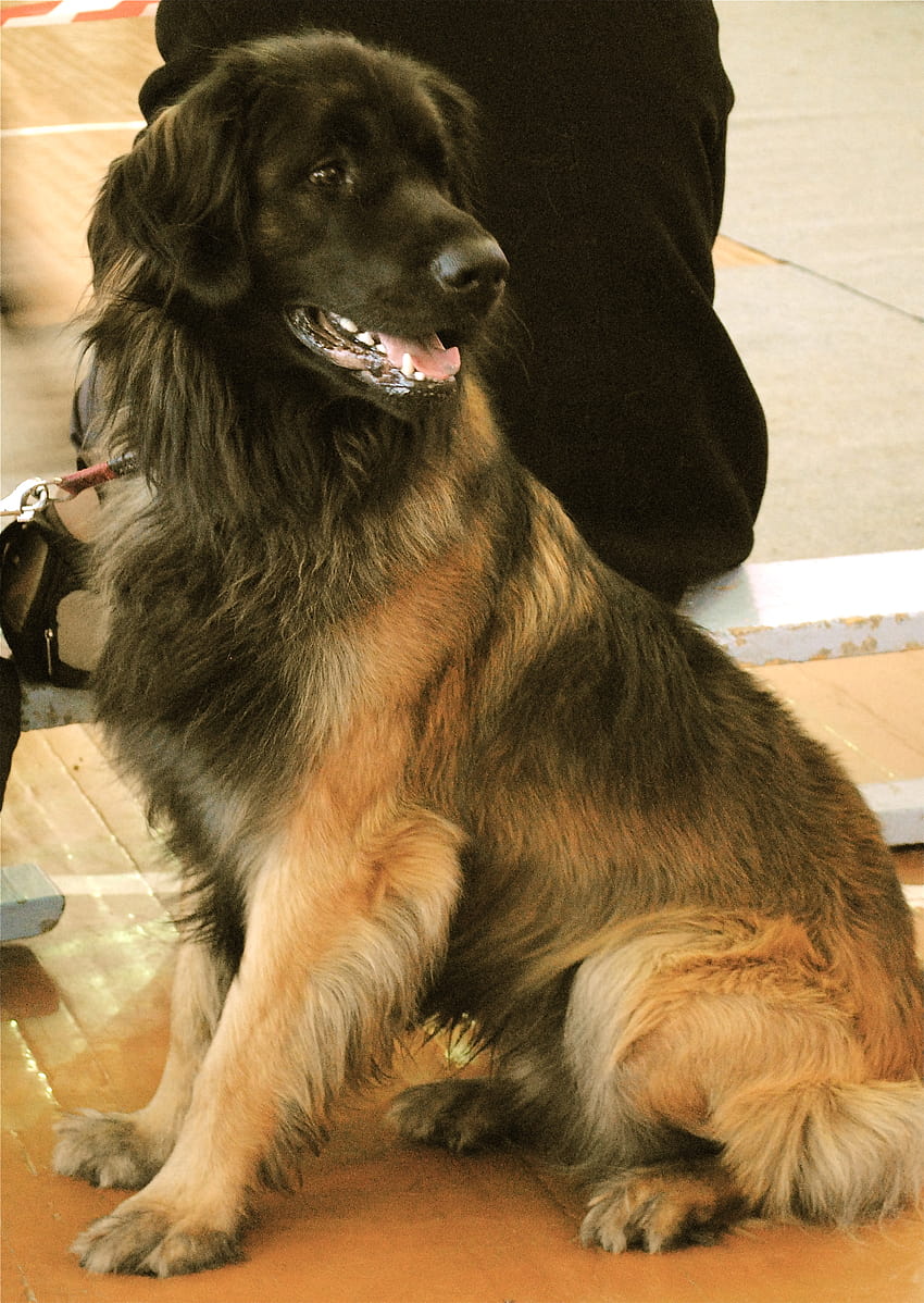 Leonberger Hund mit Besitzer und . Wunderschöner Leonberger-Hund mit dem Besitzer HD-Handy-Hintergrundbild