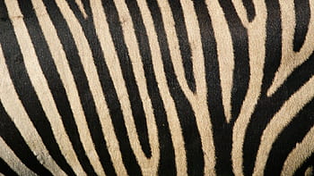 Zebra Apple Wallpaper