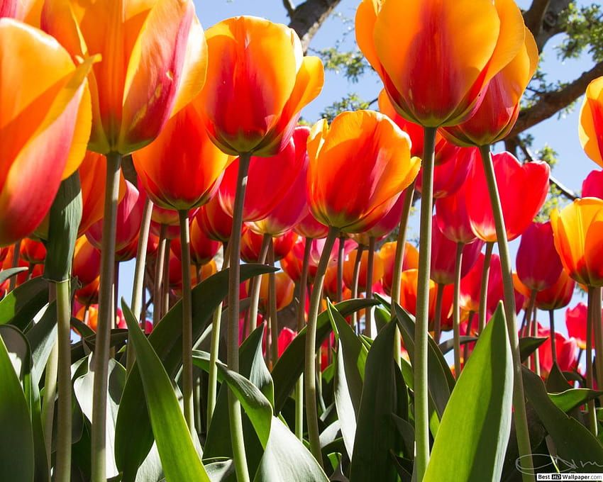 bando de tulipas laranja papel de parede HD