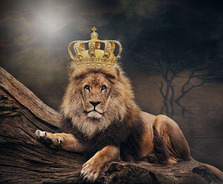 Lion for PC or Mobile, pretty lions HD wallpaper | Pxfuel