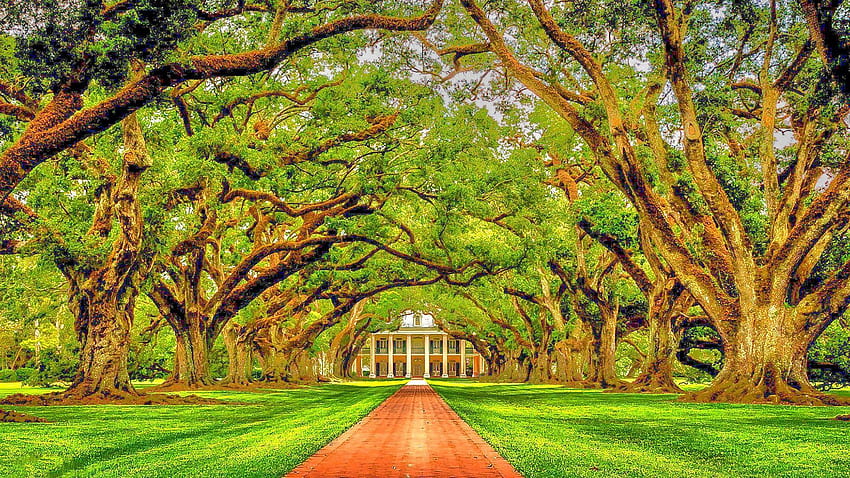 Oak Alley Plantation Louisiana R HD wallpaper