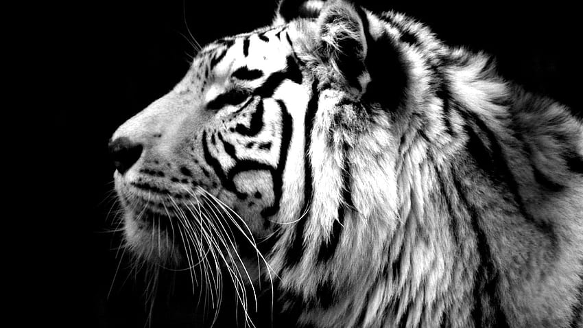 動物トラ ホワイト タイガー、白いシベリア虎 高画質の壁紙