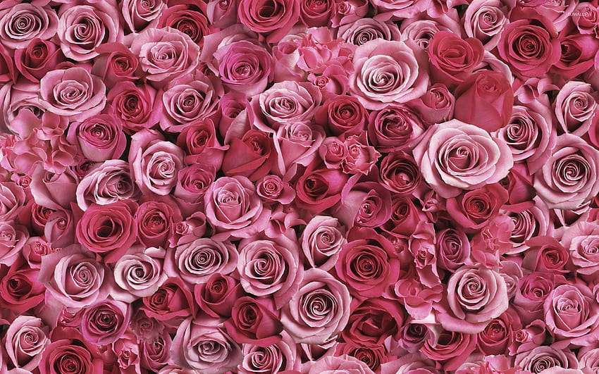 Pink Rose Background Images  Free Download on Freepik