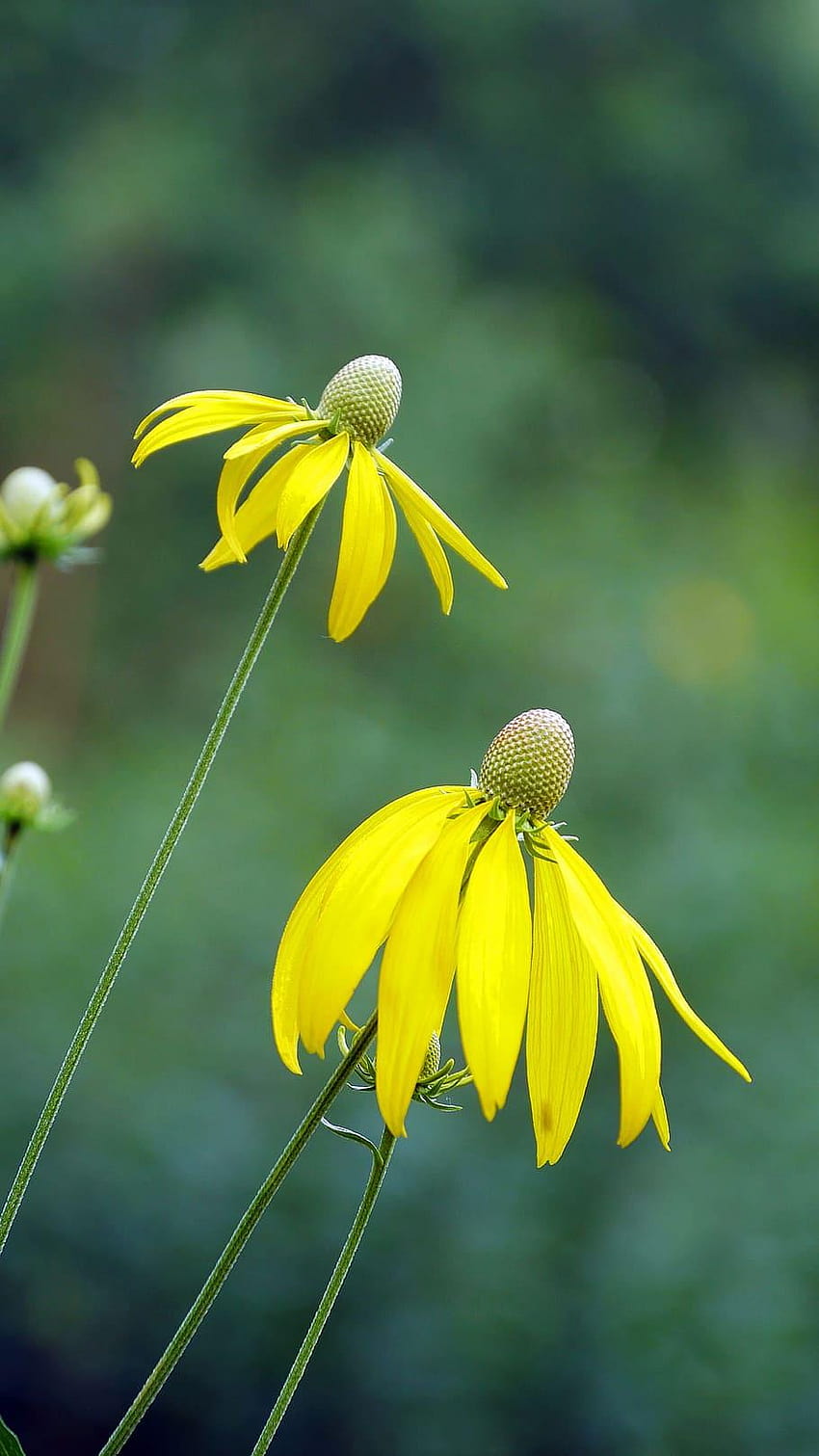 : Две жълти прерийни иглолистни цветя., поляна, зелени иглолистни цветя HD тапет за телефон