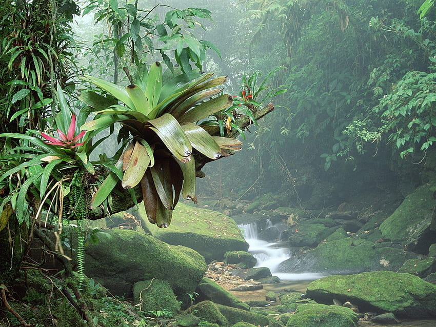 For > Rainforest Flowers, amazonas HD wallpaper