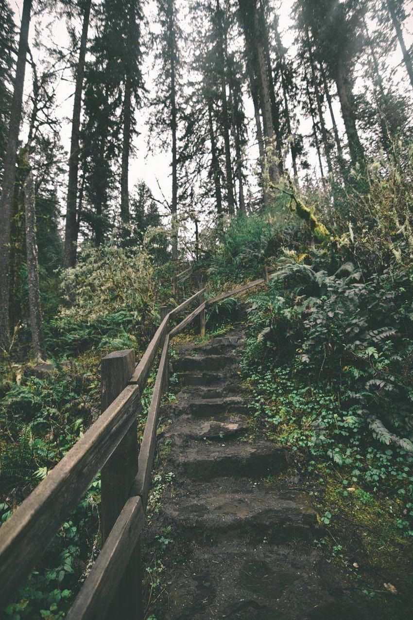 Steps, Fence, Trees, Bushes, Oregon / and HD phone wallpaper | Pxfuel