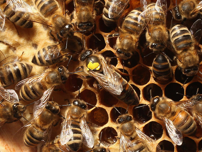 Science news in brief: From bee psychology to the strange, queen bee HD wallpaper