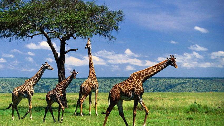 Giraffe HD wallpaper | Pxfuel