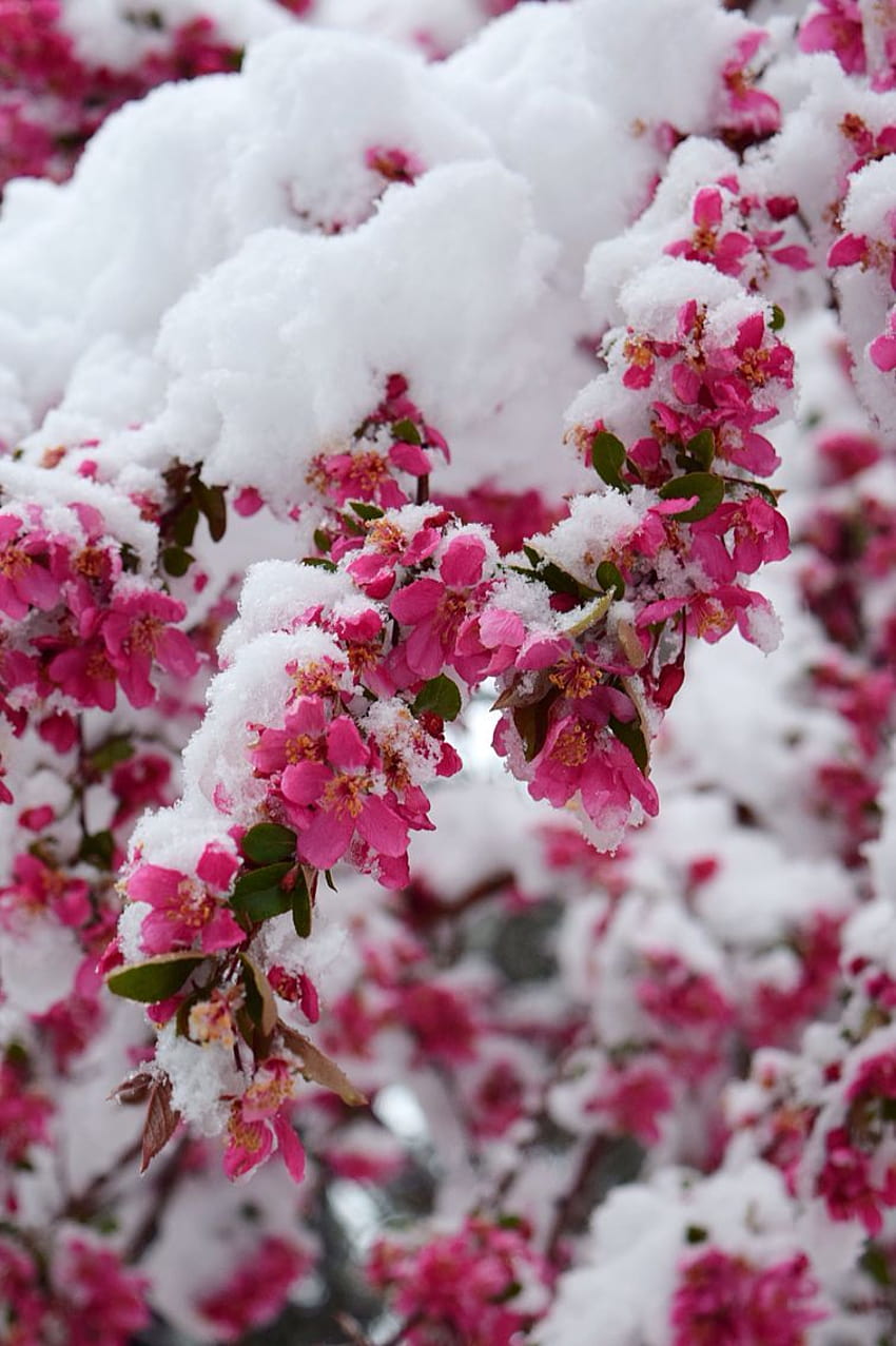 Spring time in Colorado, bouquet winter HD phone wallpaper