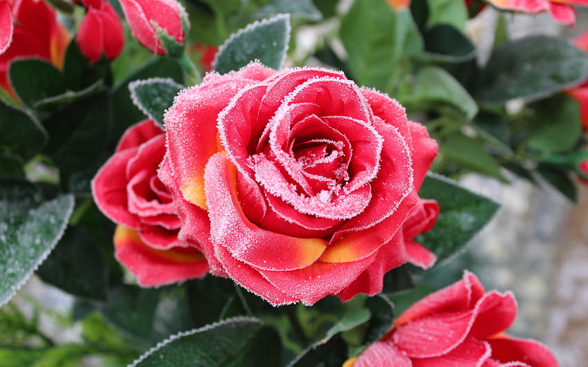 2560x1600 rose, leaves, snowfrost, winter, dual, frost roses HD