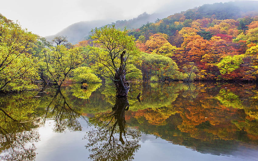 ต้นไม้ในฤดูใบไม้ร่วงที่มีใบไม้ในฤดูใบไม้ร่วงสะท้อนในน้ำ Cheongsong เกาหลีใต้ ภูมิทัศน์อัลตร้าสำหรับโทรศัพท์มือถือแท็บเล็ตและแล็ปท็อป : 13, ฤดูใบไม้ร่วงเกาหลีใต้ วอลล์เปเปอร์ HD
