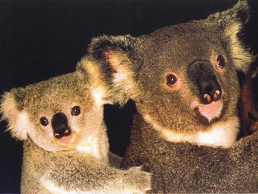 Animals Archives, australia day HD wallpaper