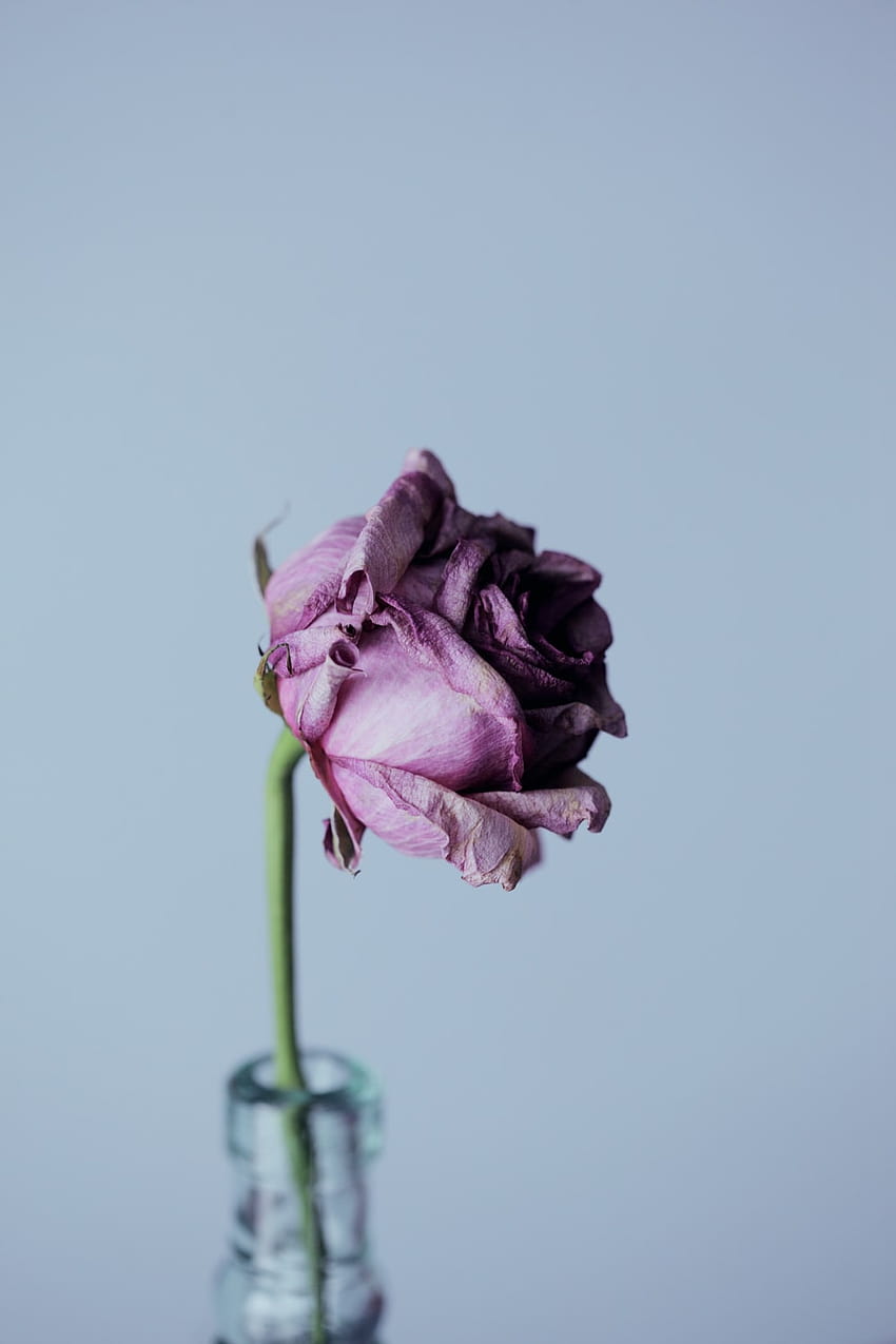 Flores murchas, rosas caídas Papel de parede de celular HD