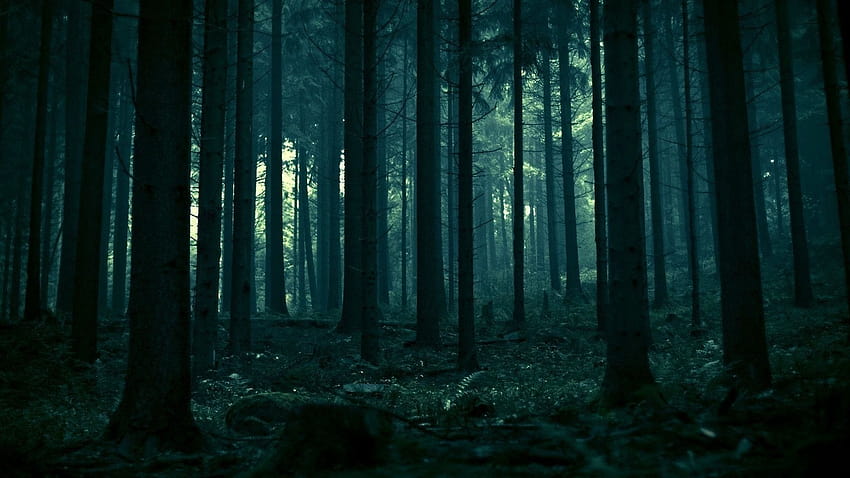 anime de la forêt sombre Fond d'écran HD