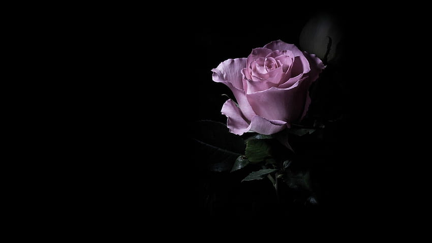 4 Dark Purple Roses, single rose in darkness HD wallpaper