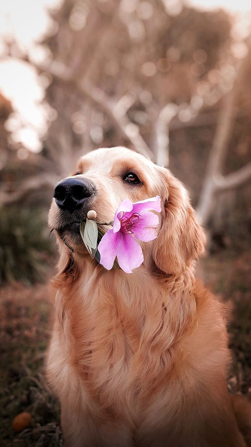 dog holding flower HD phone wallpaper