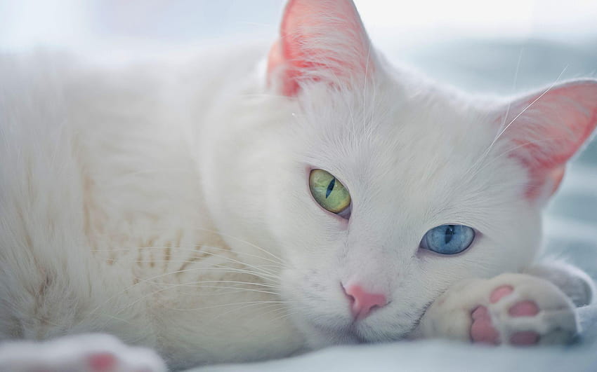 Hite Kitten With Green Eyes , Backgrounds HD wallpaper
