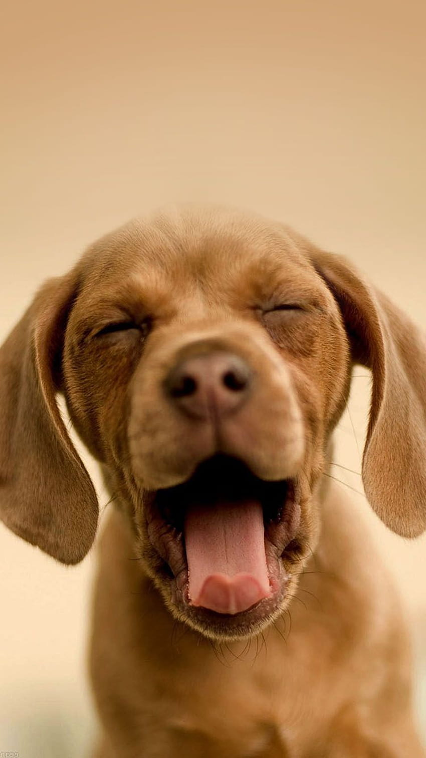 かわいいあくびをする子犬 iPhone 6 HD電話の壁紙