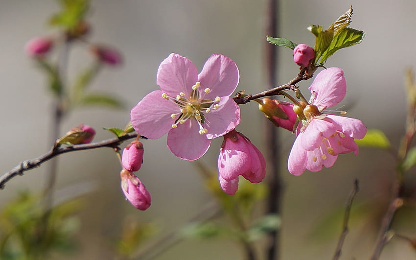 Pink peach flowers bloom, twigs, spring 2880x1800, spring package HD wallpaper