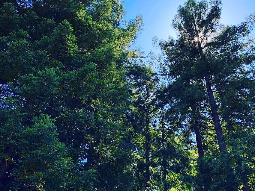あなたのクライアントが愛するベイエリアのための12本の木、きれいな緑の冬の木 高画質の壁紙