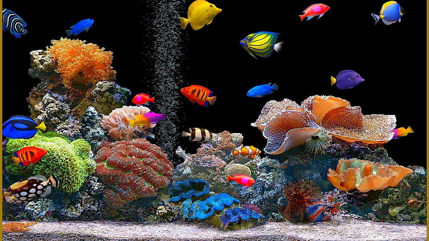 Animated Aquarium, aquarium computer HD wallpaper