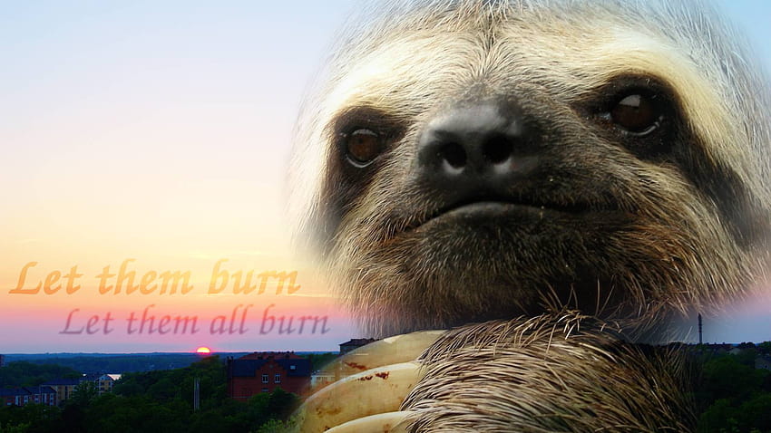 sloths HD wallpaper