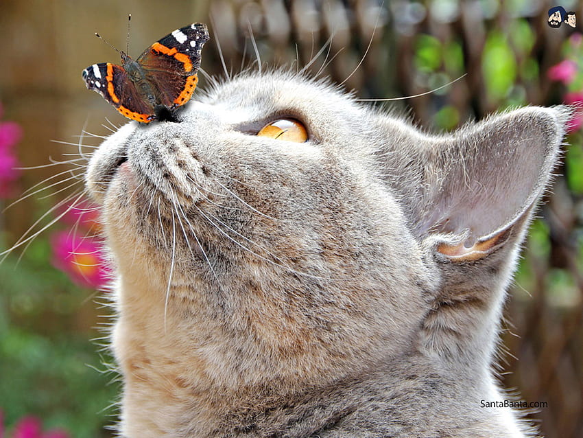 A butterfly rests on Chartreux`s nose, cat and butterfly HD wallpaper