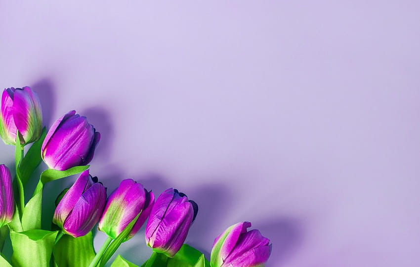 fioletowy, kwiaty, tło, tulipany, kwiaty, tulipany, tulipany magenta Tapeta HD