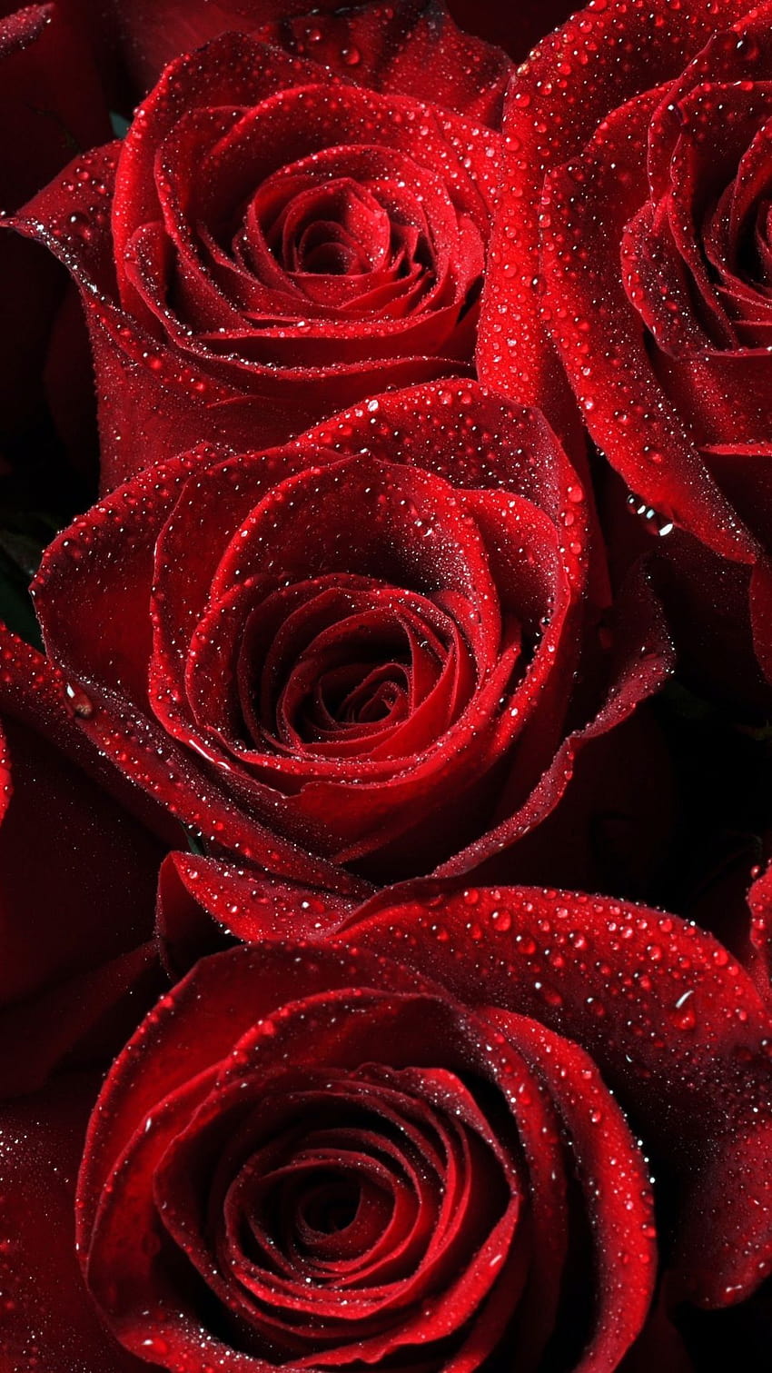 Nature Beautiful Roses Red Passion Cool Blooming Flowers, le rose sono rosse Sfondo del telefono HD