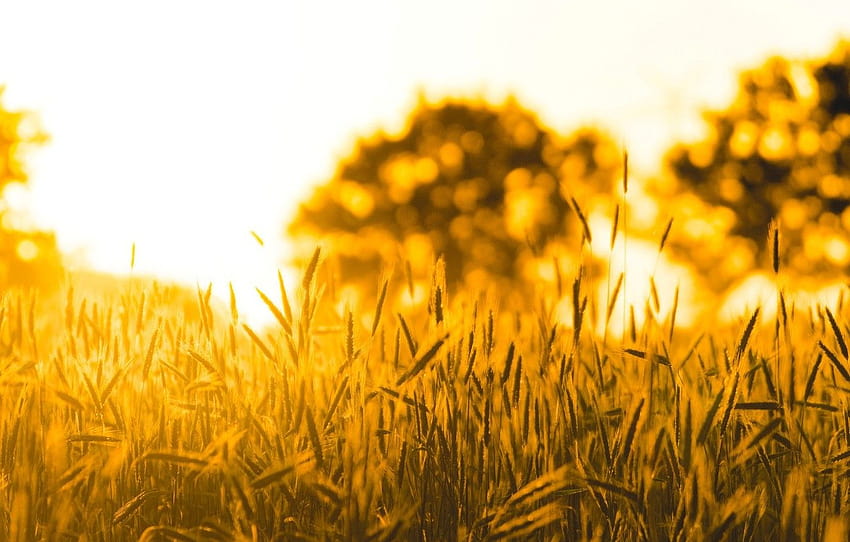 blé, champ, le soleil, macro, nature, arrière-plan, arbre, soleil champs de blé Fond d'écran HD