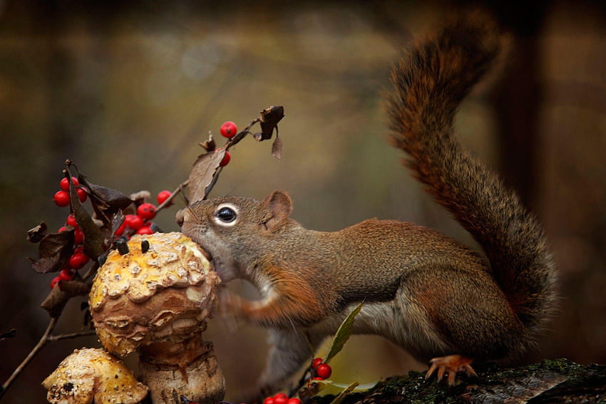 of 196146, red squirrel HD wallpaper