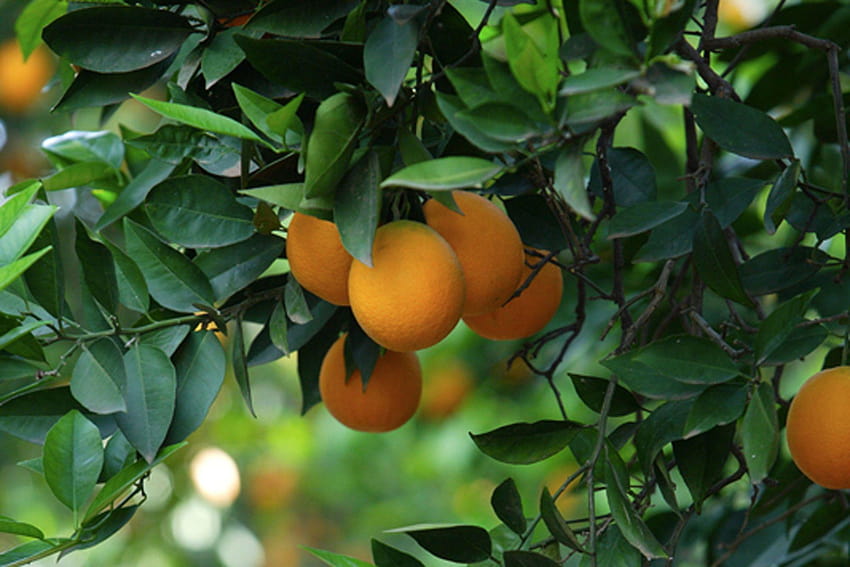 Mango Meyve Ağacı, alfanso mango ağacı dolu HD duvar kağıdı