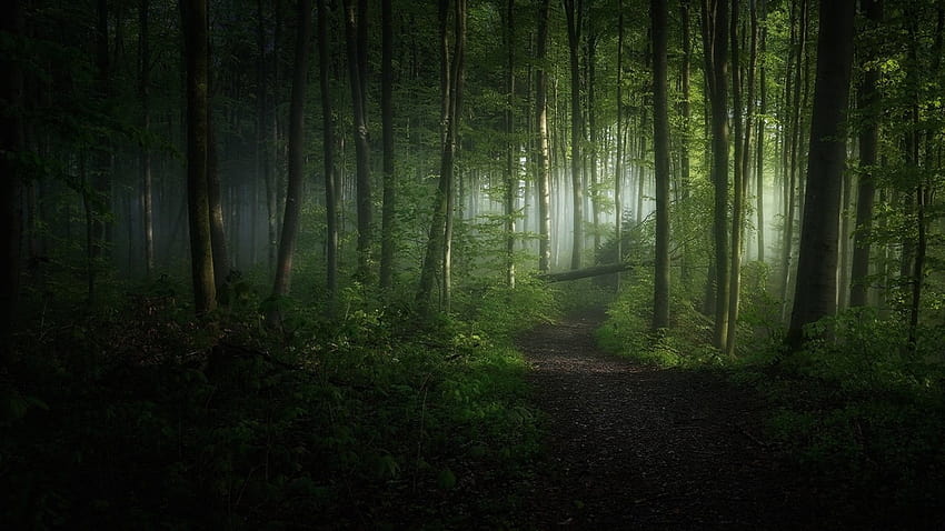 Дървета със зелени листа, природа, пейзаж, сутрин, гора, пътека • За вас, горска естетика HD тапет