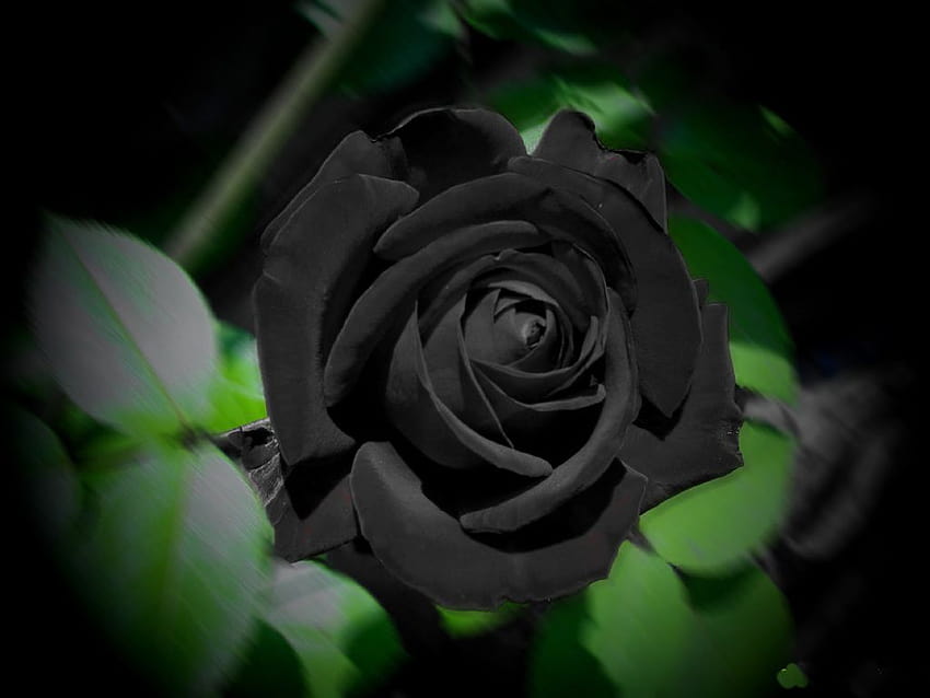 Fine Q Black Rose, single rose in darkness HD wallpaper