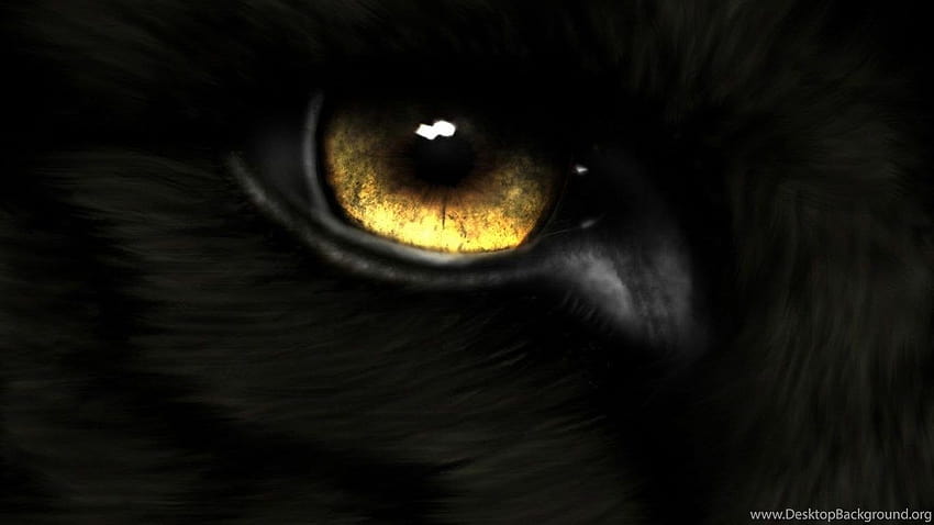 Golden Eye Black Fur 830 Stock ... Backgrounds HD wallpaper
