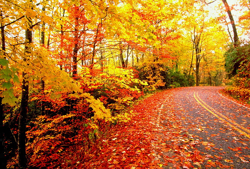 Fall Aesthetic Quotes Tumblr Autumn Supermoon, aesthetic autumn HD ...