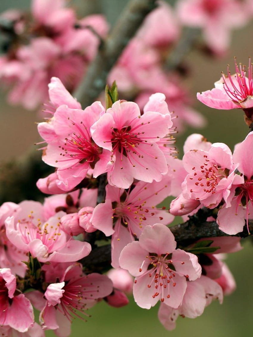 Pohon Apel Cerah Musim Semi Bunga Merah Muda wallpaper ponsel HD