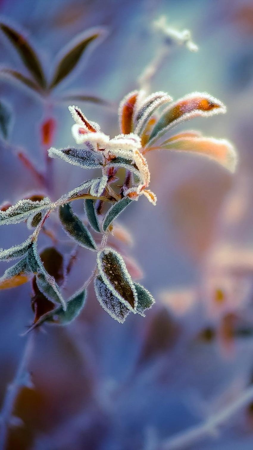 800x1420 plants, frost, leaves, frost leaves HD phone wallpaper