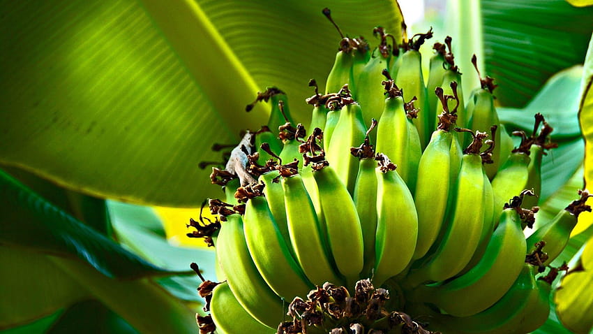 1920x1080 plátanos, verde, frutas, fruta, árbol, árbol de frutas fondo de pantalla